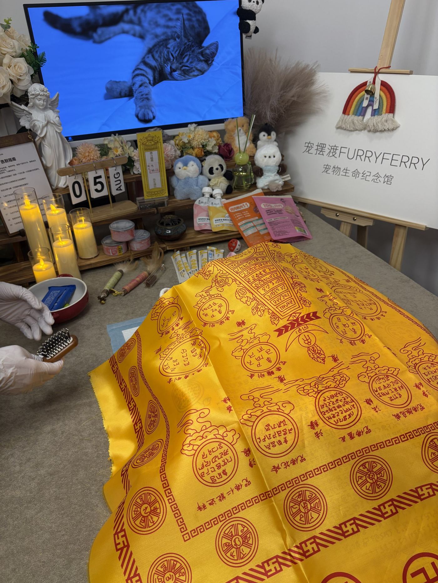 猫家庭特别提示