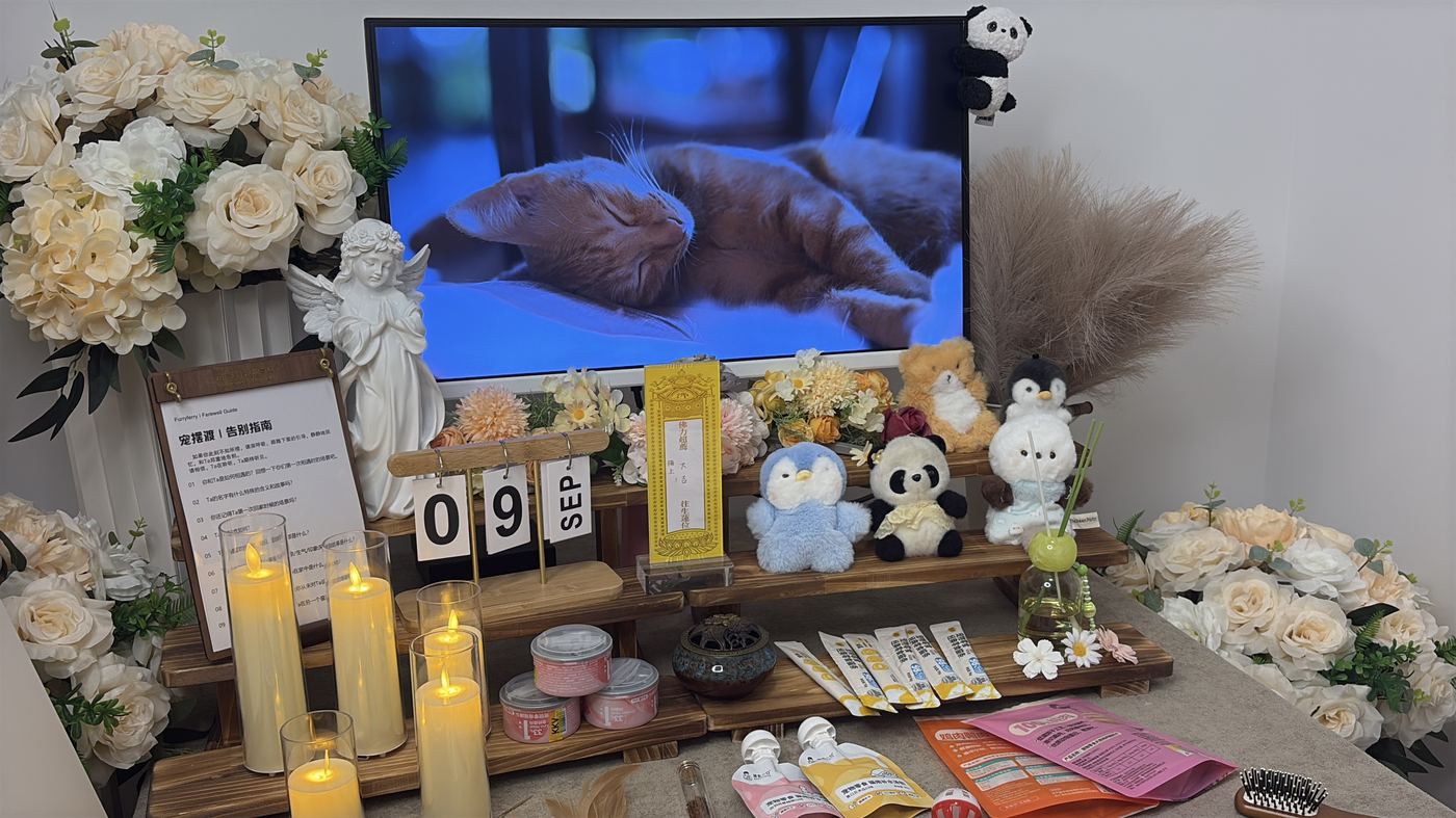 宠物离世前的征兆：大连家长的临终陪伴清单